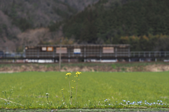 若桜鉄道,撮影地(E5210005,62 mm,f-3.5,E-M5MarkII      )2015yaotomi.jpg