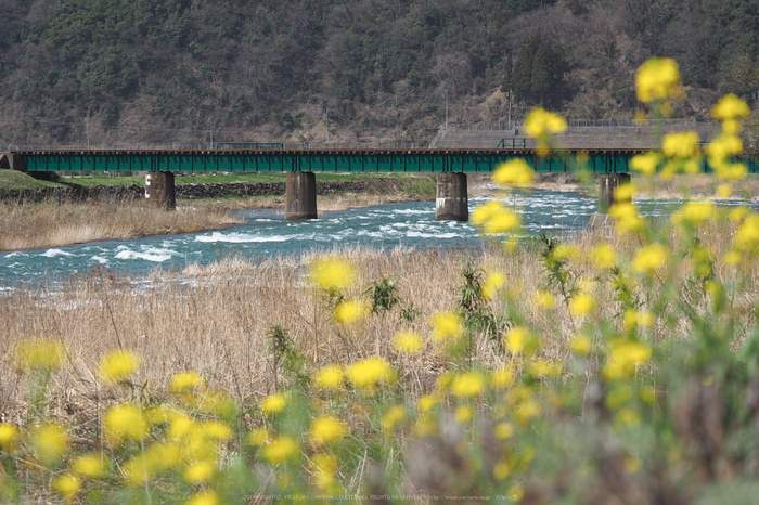 若桜鉄道,撮影地(E5210012,62 mm,f-3.2,E-M5MarkII      )2015yaotomi.jpg