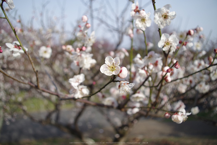 18mm,マクロ(f-4,1280p)2015yaotomi_01.jpg