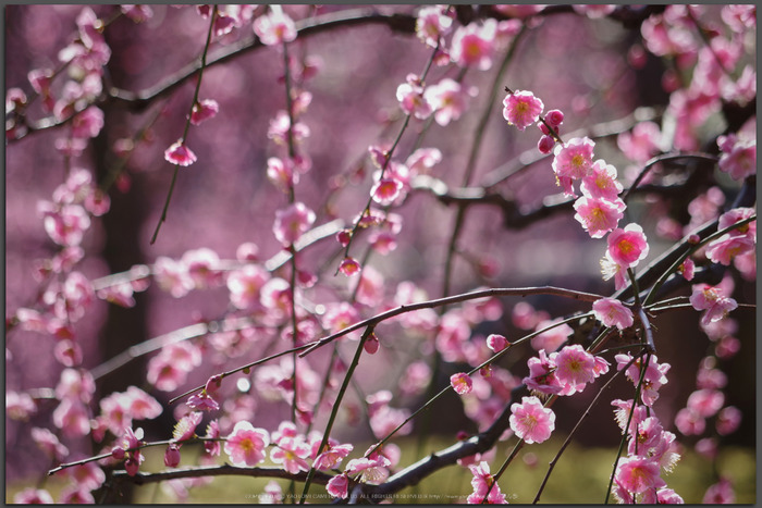 お写ん歩: smc PENTAX-DA L 50-200mm F4-5.6 ED WRアーカイブ