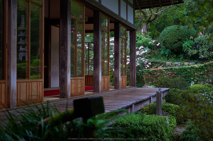 三千院,石楠花(P9710668,30 mm,F2.8,DMC-GX7)2015yaotomi.jpg