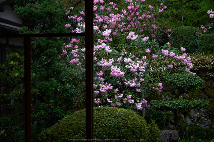 三千院,石楠花(P9710673,30 mm,F2.8,DMC-GX7)2015yaotomi.jpg