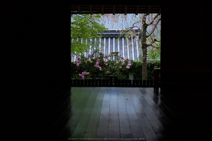 三千院,石楠花(P9710679,30 mm,F2.8,DMC-GX7)2015yaotomi.jpg