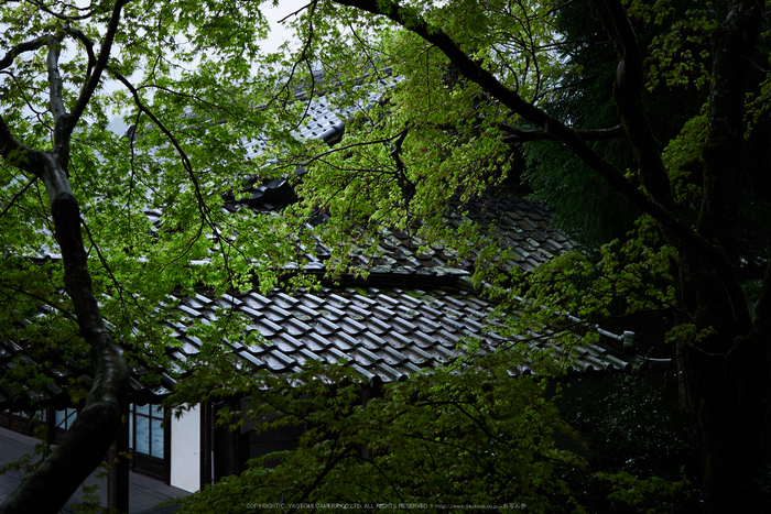 三千院,石楠花(P9710687,30 mm,F2.8,DMC-GX7)2015yaotomi.jpg