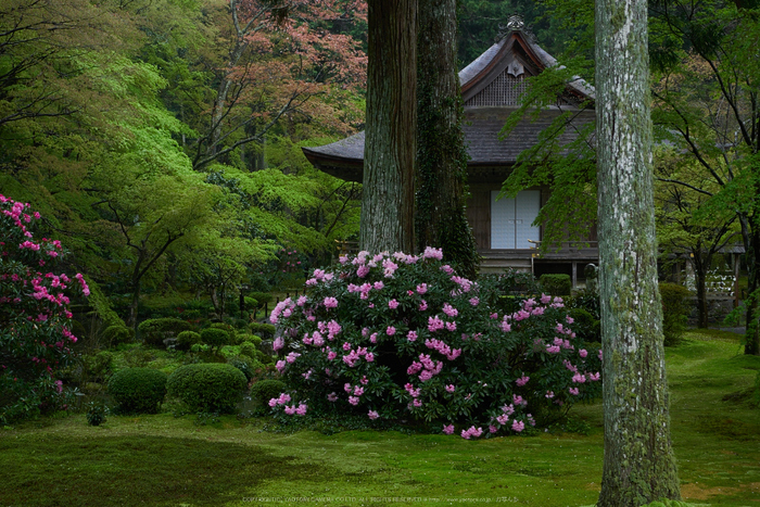 三千院,石楠花(P9710691,30 mm,F6.3,DMC-GX7)2015yaotomi.jpg