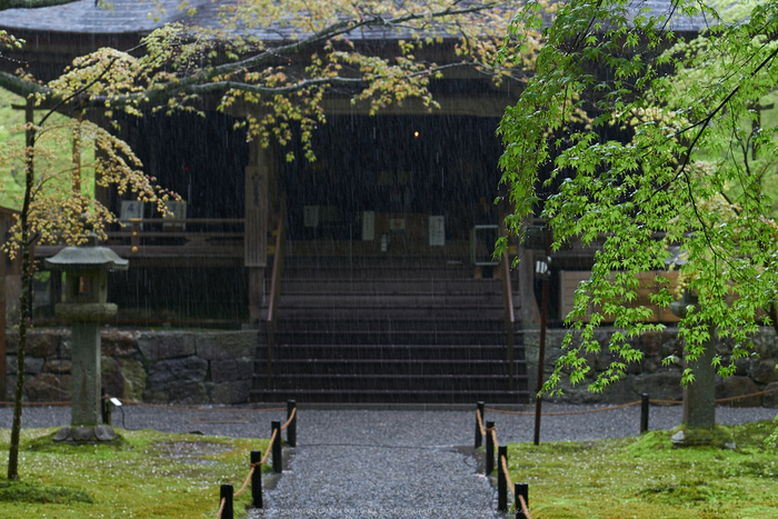 三千院,石楠花(P9710704,43 mm,F4,DMC-GX7)2015yaotomi.jpg