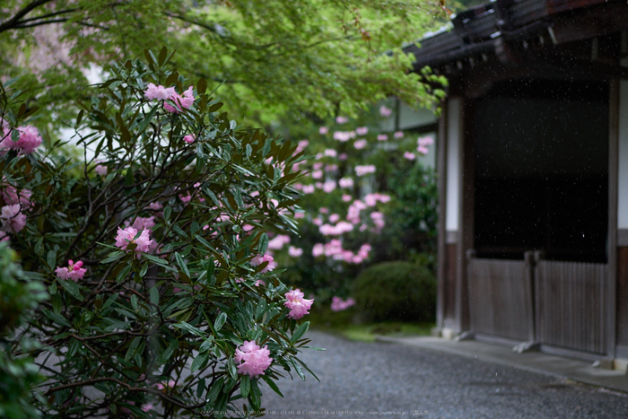 三千院,石楠花(P9710713,43 mm,F1.7,DMC-GX7)2015yaotomi.jpg