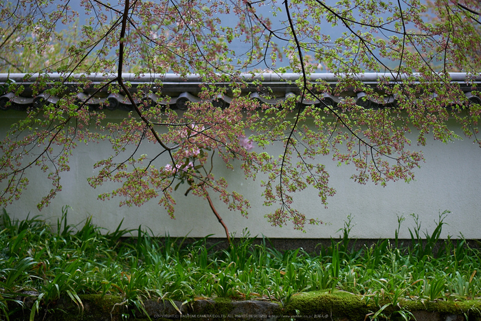 三千院,石楠花(P9710716,43 mm,F1.7,DMC-GX7)2015yaotomi.jpg