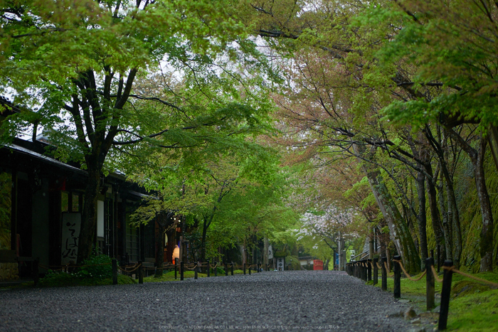 三千院,石楠花(P9710849,43 mm,F1.7,DMC-GM5)2015yaotomi.jpg