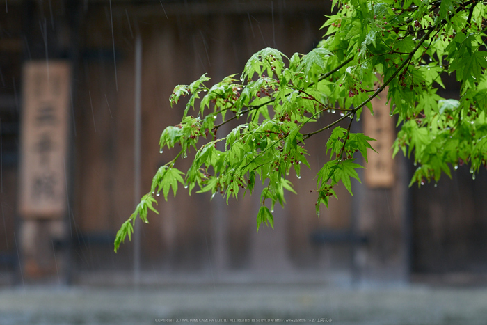 三千院,石楠花(P9710870,43 mm,F3.5,DMC-GM5)2015yaotomi.jpg