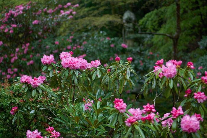 三千院,石楠花(P9710916,43 mm,F1.7,DMC-GM5)2015yaotomi.jpg