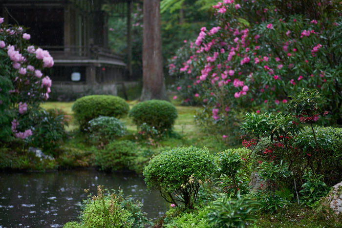 三千院,石楠花(P9710918,43 mm,F1.7,DMC-GM5)2015yaotomi.jpg