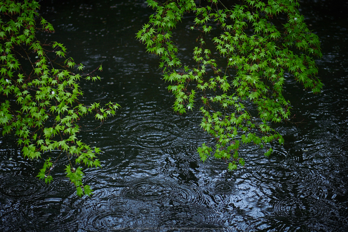 三千院,石楠花(P9710921,43 mm,F1.7,DMC-GM5)2015yaotomi.jpg