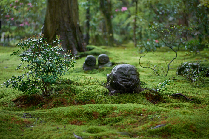 三千院,石楠花(P9710927,43 mm,F1.7,DMC-GM5)2015yaotomi.jpg