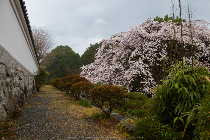 奈良,九品寺,桜(PK3_1192,21 mm,F3.5,K3)2015yaotomi.jpg