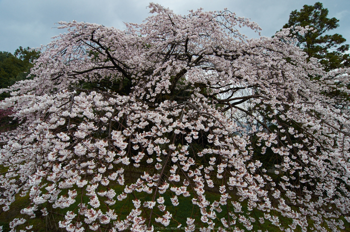 奈良,九品寺,桜(PK3_1203,12 mm,F9,K3)2015yaotomi.jpg