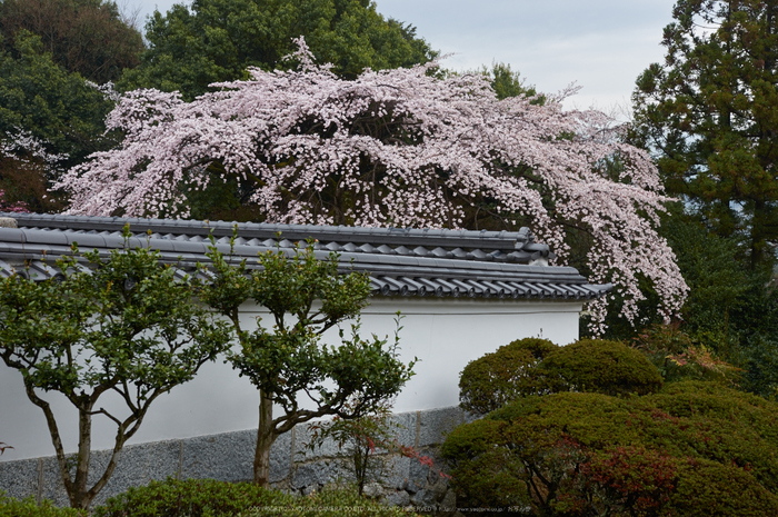 奈良,九品寺,桜(PK3_1206,35 mm,F5,K3)2015yaotomi.jpg
