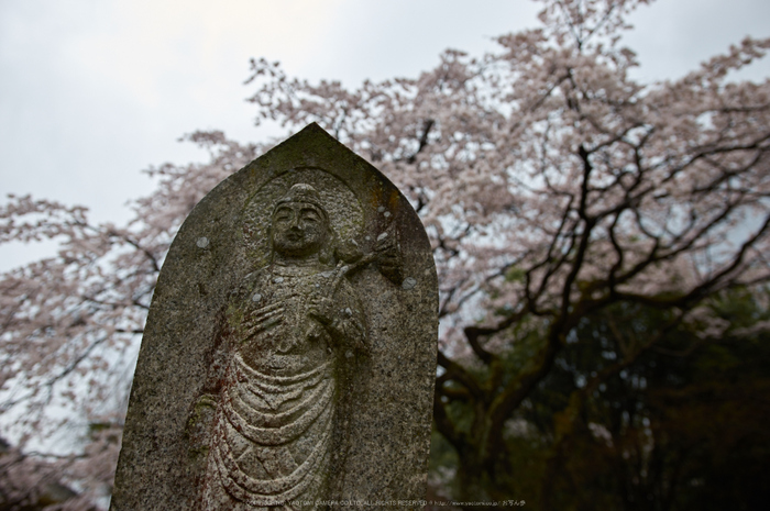 奈良,九品寺,桜(PK3_1216,19 mm,F2.2,K3)2015yaotomi.jpg