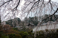 奈良,九品寺,桜(PK3_1231,18 mm,F2,K3_F)2015yaotomi.jpg