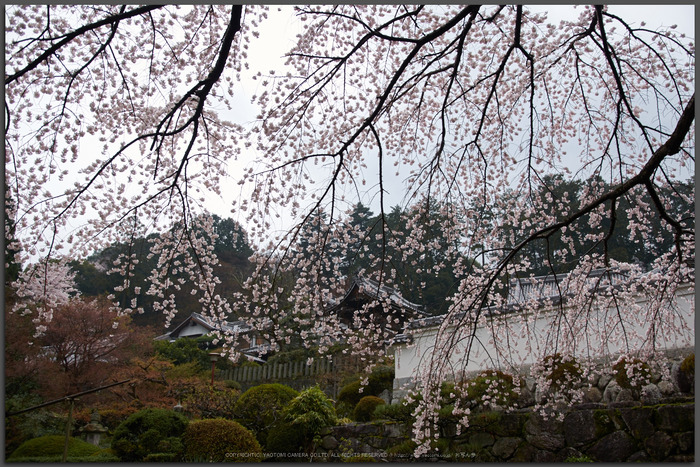 奈良,九品寺,桜(PK3_1231,18 mm,F2,K3_T)2015yaotomi.jpg