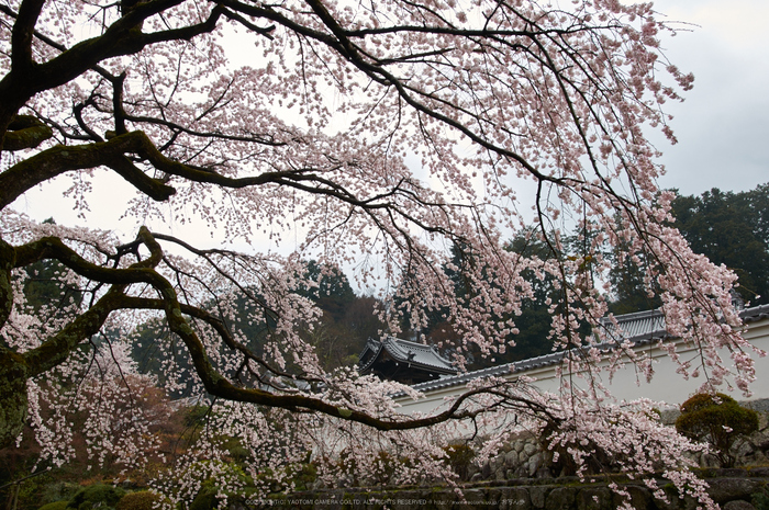 奈良,九品寺,桜(PK3_1237,18 mm,F5.6,K3)2015yaotomi.jpg