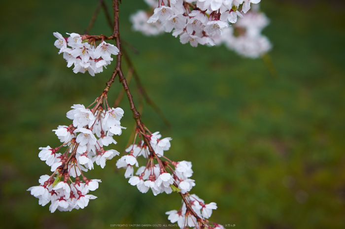 奈良,九品寺,桜(PK3_1248,29 mm,F2,K3)2015yaotomi.jpg