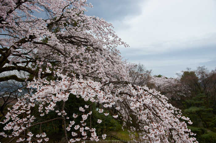 奈良,九品寺,桜(PK3_1257,18 mm,F2,K3)2015yaotomi.jpg