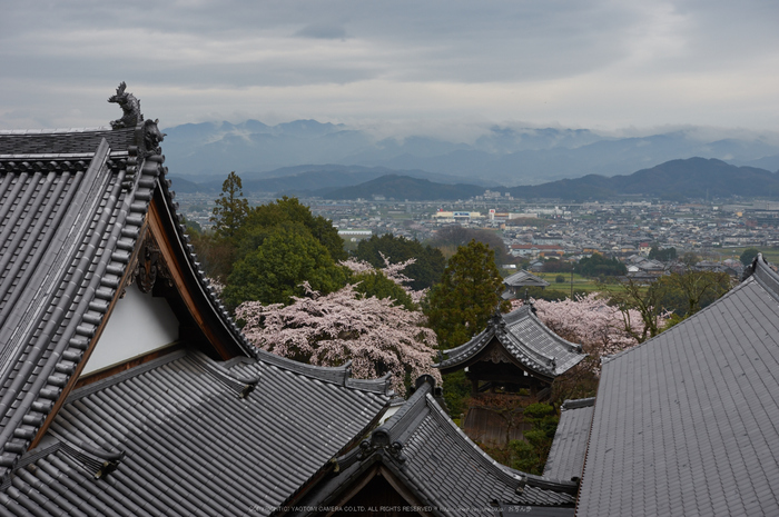 奈良,九品寺,桜(PK3_1259,35 mm,F5,K3)2015yaotomi.jpg
