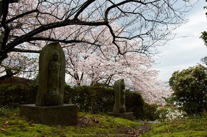 奈良,九品寺,桜(PK3_1268,18 mm,F3.5,K3)2015yaotomi.jpg