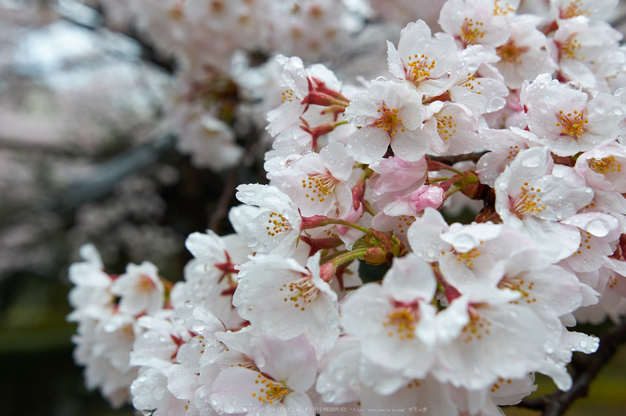 奈良,九品寺,桜(PK3_1281,26 mm,F5,K3)2015yaotomi.jpg