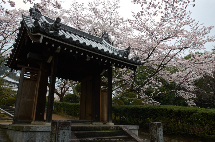 奈良,九品寺,桜(PK3_1284,18 mm,F6.3,K3)2015yaotomi.jpg