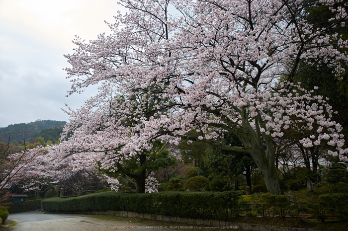 奈良,九品寺,桜(PK3_1291,18 mm,F1.8,K3)2015yaotomi.jpg