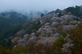 奈良吉野山,桜(PK3_1793,21 mm,5.6,K3_F)2015yaotomi_.jpg