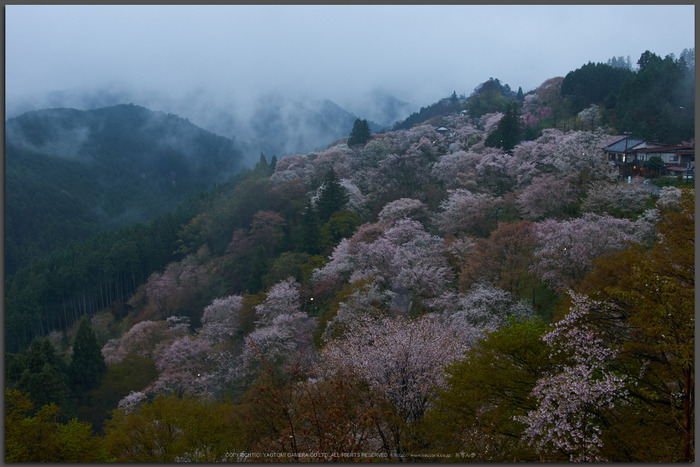 奈良吉野山,桜(PK3_1793,21-mm,F5.6_K3_Top)2015yaotomi.jpg