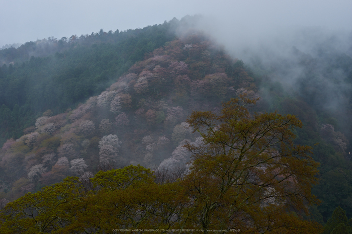 奈良吉野山,桜(PK3_1799,35 mm,F6.3_K3)2015yaotomi.jpg