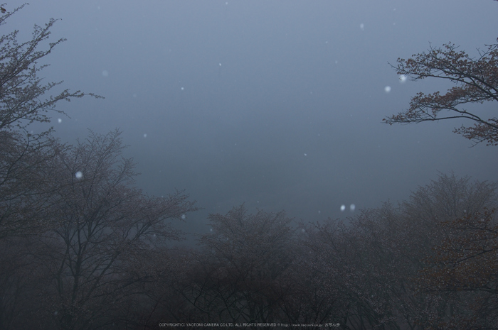 奈良吉野山,桜(PK3_1809,24 mm,F5.6_K3)2015yaotomi.jpg