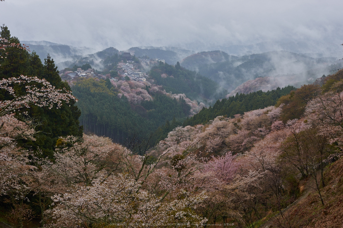 奈良吉野山,桜(PK3_1850,35 mm,F6.3_K3)2015yaotomi.jpg