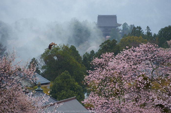 奈良吉野山,桜(PK3_1875,135 mm,F3.2_K3)2015yaotomi.jpg