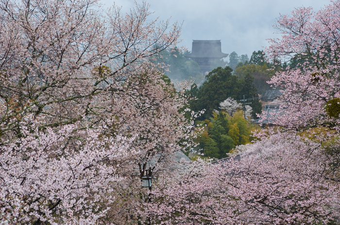 奈良吉野山,桜(PK3_1900,95 mm,F5.6_K3)2015yaotomi.jpg