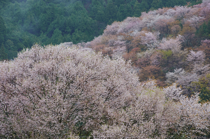 奈良吉野山,桜(PK3_1911,108 mm,F5_K3)2015yaotomi.jpg