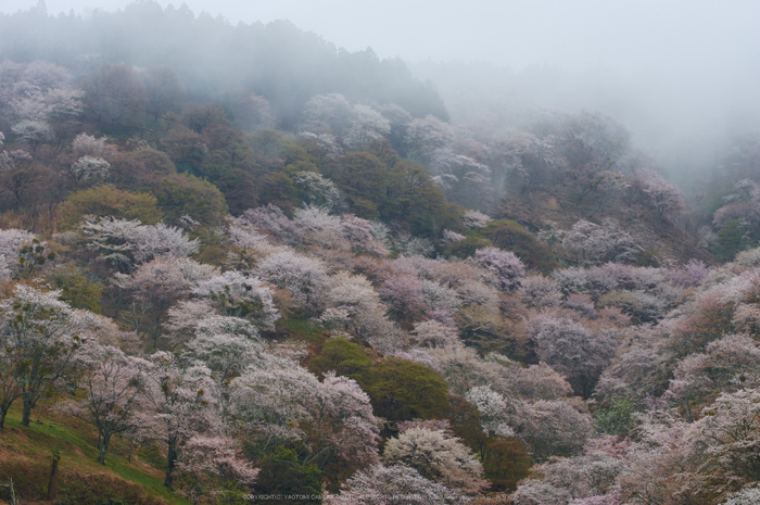 奈良吉野山,桜(PK3_1952,65 mm,F6.3_K3)2015yaotomi.jpg