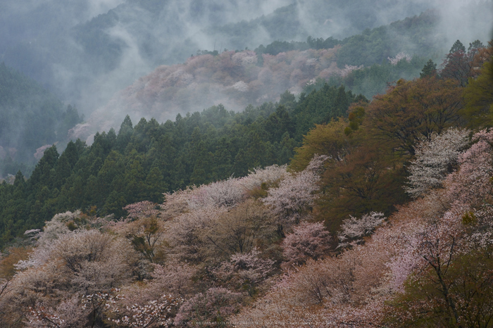 奈良西吉山,桜(PK3_1856,90 mm,F6.3_K3)2015yaotomi.jpg