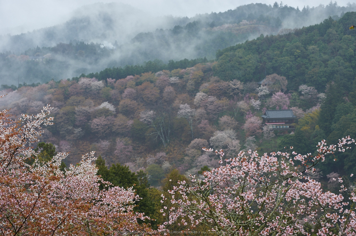 奈良西吉山,桜(PK3_1942,75 mm,F6.3_K3)2015yaotomi.jpg