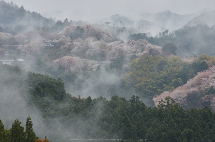 奈良西吉山,桜(PK3_1972,135 mm,F6.3_K3)2015yaotomi.jpg