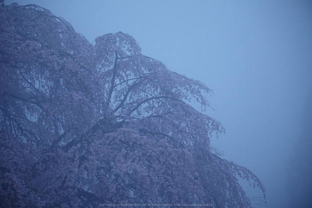 奈良西吉野,桜(IMG_7935,157 mm,F5_5DII)2015yaotomi.jpg