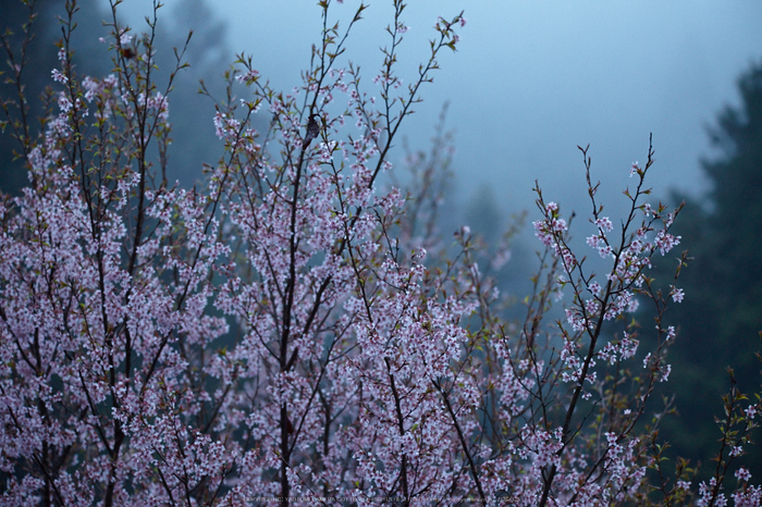 奈良西吉野,桜(IMG_7948,200 mm,F5.6_5DII)2015yaotomi.jpg