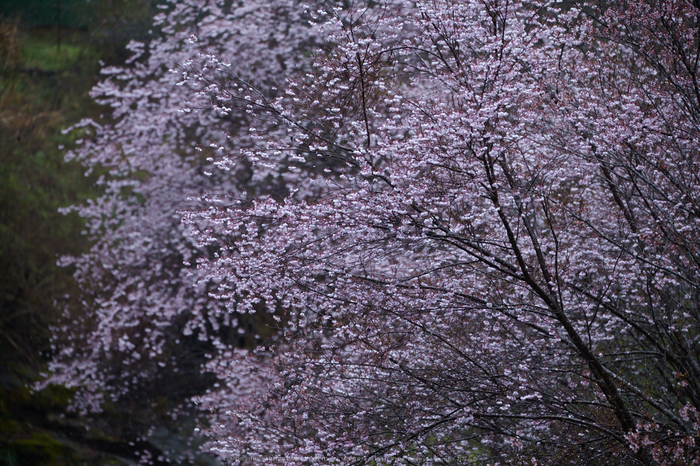 奈良西吉野,桜(IMG_7951,260 mm,F5.6_5DII)2015yaotomi.jpg