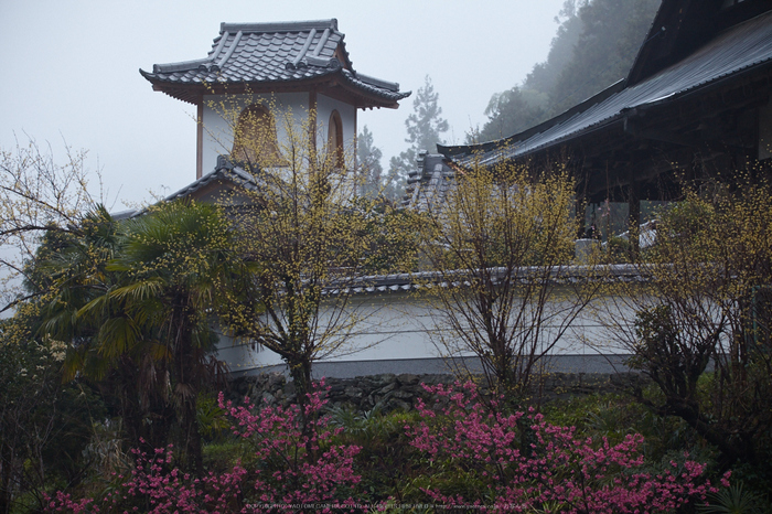 奈良西吉野,桜(IMG_7963,150 mm,F6.3_5DII)2015yaotomi.jpg