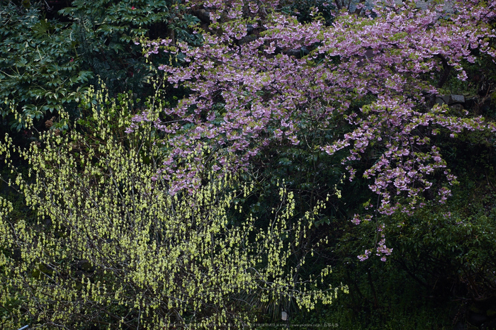 奈良西吉野,桜(IMG_7965,200 mm,F8_5DII)2015yaotomi.jpg