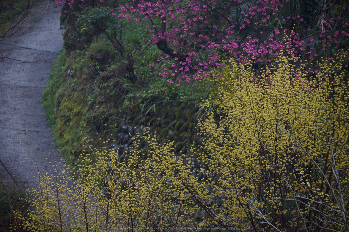 奈良西吉野,桜(IMG_7968,313 mm,F6.3_5DII)2015yaotomi.jpg
